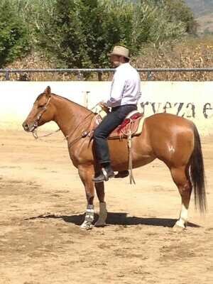 reyli Barba tweet media