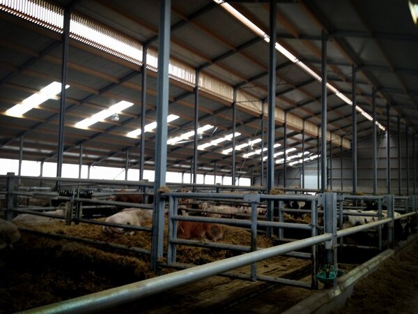 Wat een ruimte! Geweldige nieuwe stal bij <a href="/HeijdraVleesvee/">Heijdra Vleesvee 🐄</a> Ziet er uitstekend uit! #Nederlandsrundvlees