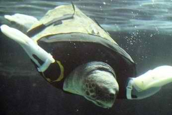 ivey00880866's tweet photo. RT"@grist: Adorable sea #turtle gets prosthetic flippers after a shark attack http://t.co/fqVKJGDB" #aquariumjapan http://t.co/tBU3Se86