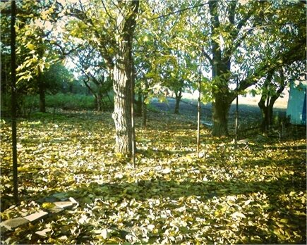 shapovalova93's tweet photo. #autumn http://t.co/KwrOuJ7Q http://t.co/eTA7f2v1