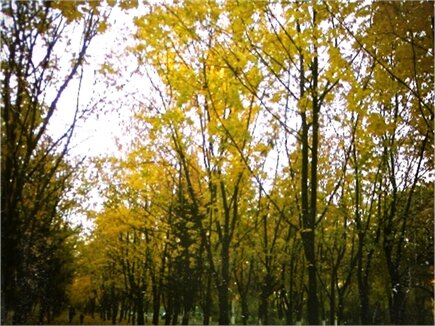 shapovalova93's tweet photo. #autumn http://t.co/hbawO6l9 http://t.co/byMSDrlz