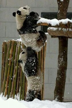 NaturPictures's tweet photo. Preciosa imagen de un oso panda ayudando a otro panda. http://t.co/K4IIvEOc