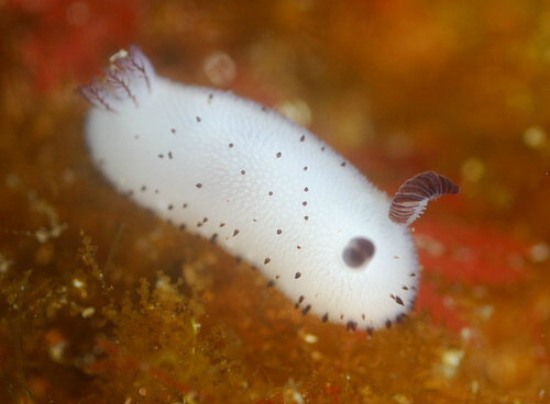 なんだこの日本のかわいい生き物は 海のウサギ に海外から16万いいね 集まる ハフポスト News