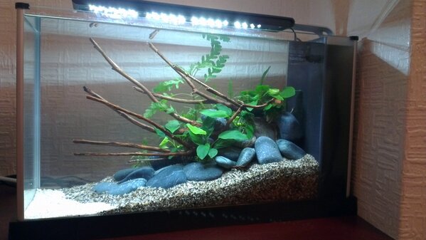 redears75's tweet photo. @PFKmagazine #fluvalspec #aquascape After http://t.co/pOljCBir