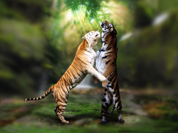 BCFpics's tweet photo. lets dance. http://t.co/bCOqKmJ6