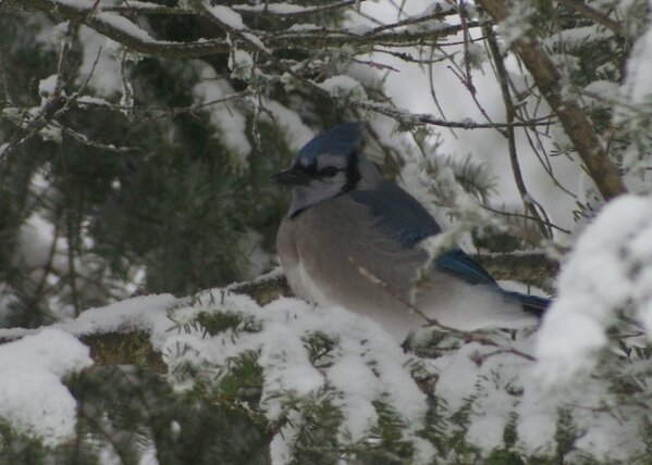 Snowed here this morning