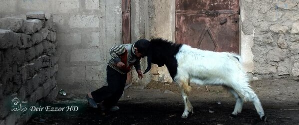 deirezzour's tweet photo. #syria #Deirezzor 
Whichever is more stubborn? http://t.co/U33hq9P2