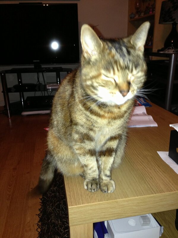 Carrier_Bag's tweet image. Poorly ginga ninja #catcold