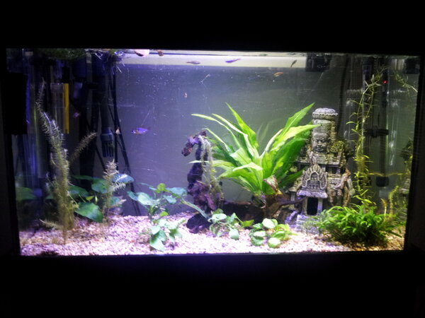 SeattleReefer's tweet photo. I have my new setup with 11 cool white &amp; 9 blue 3wt Cree LEDs! Also CO2 w/ Ph controller! http://t.co/NGTS59B6
