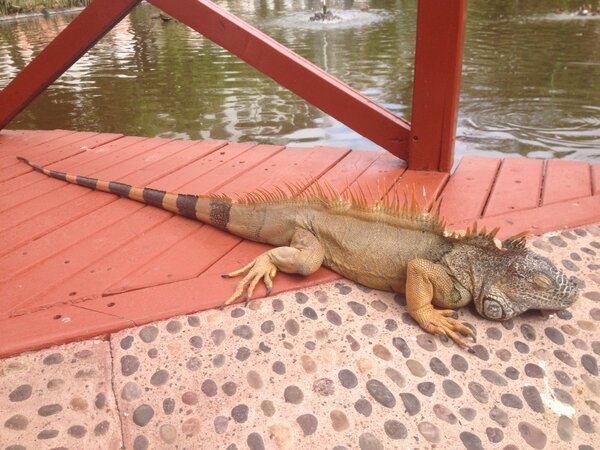 darcyls's tweet photo. Think I'll stop here and have a little siesta. http://t.co/rZ0moiTS