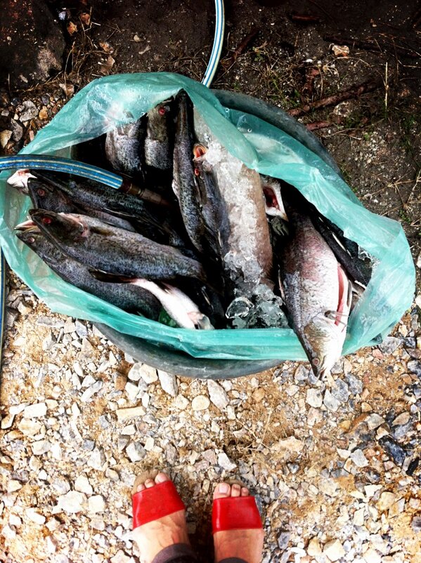 Fresh! #siakap #terompah #lopek #Cny #feb13 #perak w/ <a href="/nonyburhanudin/">burhanudin nony</a> cc <a href="/deqarn/">kiddoo</a> 😎