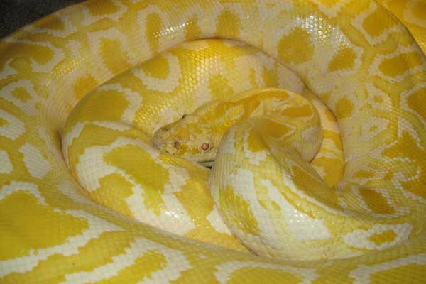 Or go onto their website! RT @WWaystation: Sponsor &ldquo;Banana&rdquo; the Python!  Call the Waystation 818-899-5201<a class="tags" target="_blank" title="On Twitter" href="/?out=eyJ0eXAiOiJKV1QiLCJhbGciOiJIUzUxMiJ9.eyJpYXQiOjE3MjMxOTE5OTIsImlzcyI6InR3cG9ybnN0YXJzLmNvbSIsIm5iZiI6MTcyMzE5MTk5MiwiZXhwIjoxNzU0NzI3OTkyLCJyZWRpcmVjdF91cmwiOiJodHRwczovL3R3aXR0ZXIuY29tL1dXYXlzdGF0aW9uIn0.g7hC2i2Xy8kk4xVpVBR2COIMeLqBtv2KwQg9RqAVTE_Xdahs-aXQylV25UUY9l8cJW0iAxMU1GztZ0TMpEMJTg">@WWaystation</a><a href="/tag/ps5"class="tags"><span>#ps5</span></a>