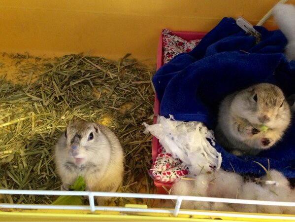 BanBi_aka_FireB's tweet photo. この子たちには朝ごは～ん(^o^)♡ http://t.co/Wntyf5op