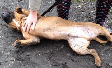 The only problem we appear to be having with Rudy is keeping him clean :/ roystonanimalwelfare.org/rescue/Home/up… #AdoptableDog