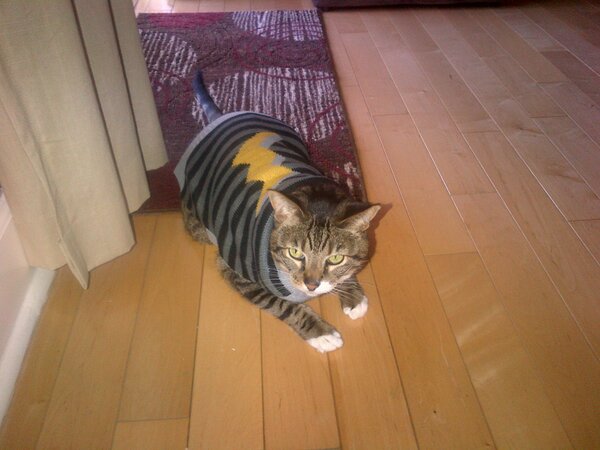 chriscolfer's tweet image. Good news! @SBLmovie has had its OnDemand release extended through March! Even my cat is celebrating!