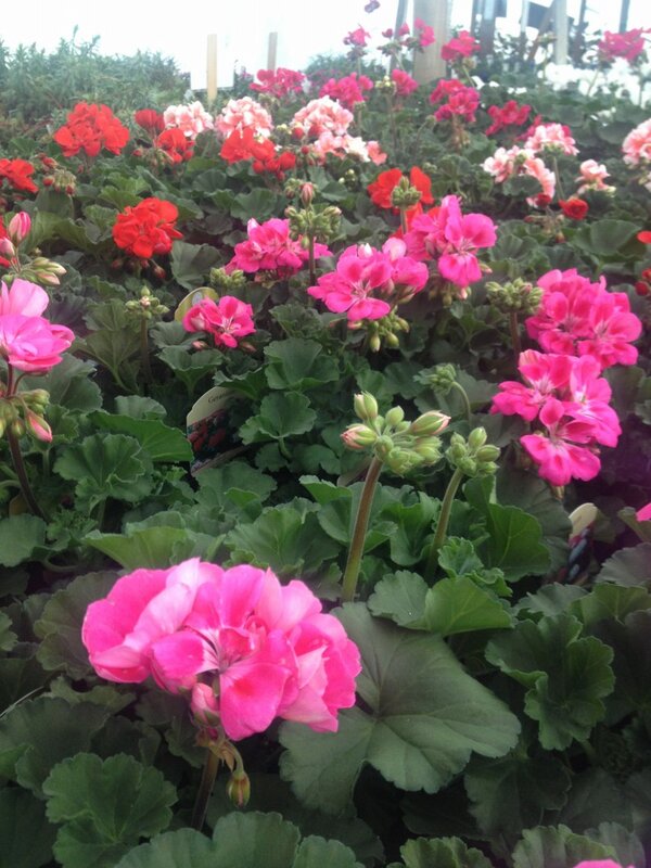 The Zonal Geraniums are in bloom!