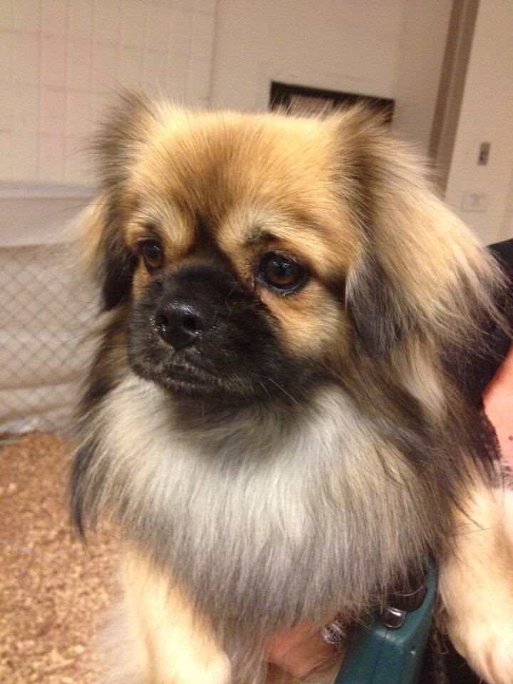 tibetan spaniel pug
