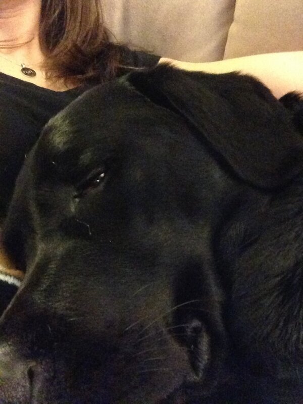 BethAnnie09's tweet image. I have the best, cuddliest dog on my lap. #bff  #labsareawesome