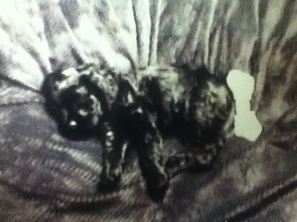 CookieSBecket's tweet photo. My brother😣 He died😢 Before I got to see him😭 http://t.co/I3lz0aie