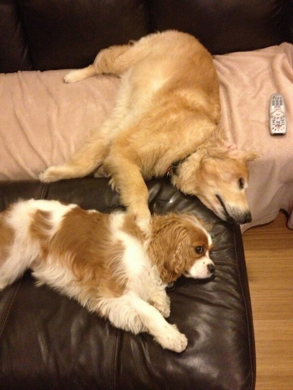 According to Ellen it is random acts of kindness week! So be kind to one another <a href="/NorthwestUPSers/">Northwest UPSers</a>