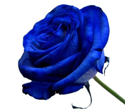 あやぴい 青いバラの花言葉は 夢 叶う 絶対に不可能って言われながら 研究を重ねた人たちの努力で 青いバラ を作ることに成功したから 努力は叶うって意味で花言葉が 夢 叶う ステキだね 国試までの待ち受けにしよ Http T Co