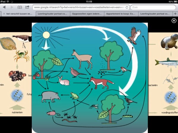 die_ene_Marc's tweet image. #2HAS ik moet morgen bio herkansen kijk wat ik vind op internet