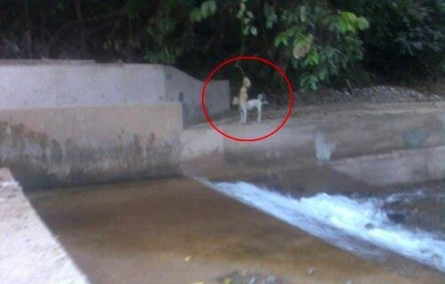 JELAJAH KERINCI on Twitter: "apakah ini sosok orang pendek 