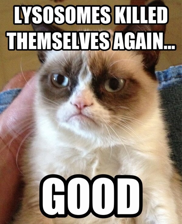 aCENTRIOLElyfe's tweet photo. @SirLysosome @Lysosome4Chief @MrClean2013lyso @ @LysosomeWin6  lol #organelleelecetion2013 http://t.co/Q5N978Cv