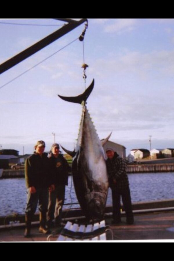 bestoluck48's tweet photo. @TunaDotCom oh i wouldnt doubt it a bit, we grow em big up east on pei, 1148lbs #lateseasonfishing #wickedtuna http://t.co/Lwr3D8wM