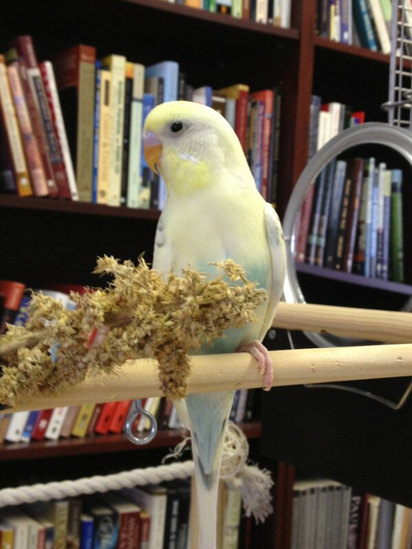 steveslee's tweet photo. Budgie loves the millet. http://t.co/cLCRLjBv