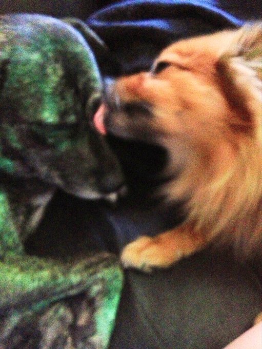 My pups are so inseparable!!! http://t.co/JDq8AyF7