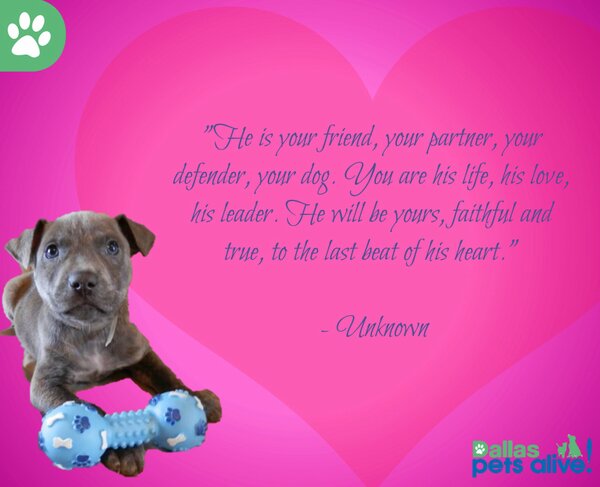 DallasPetsAlive's tweet photo. Fall in love with your new best friend this week! http://t.co/5LVyrGhQ