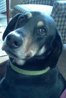 Burtigger's tweet image. This is MY #greatdog in my life!