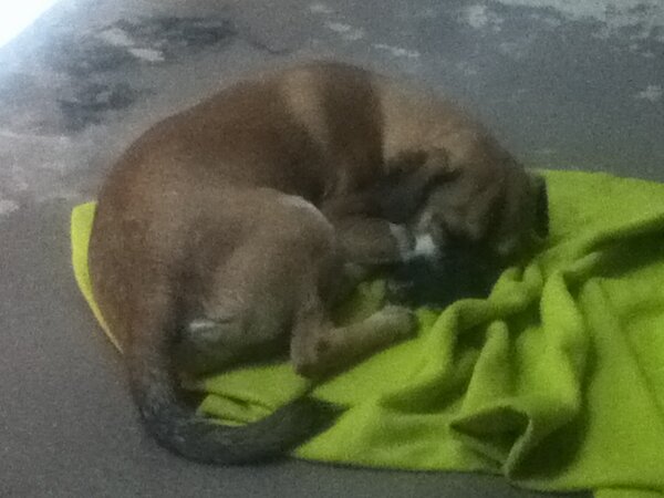 CookieSBecket's tweet photo. Me sleeping😚💤💤💤 http://t.co/WTfSRcsG
