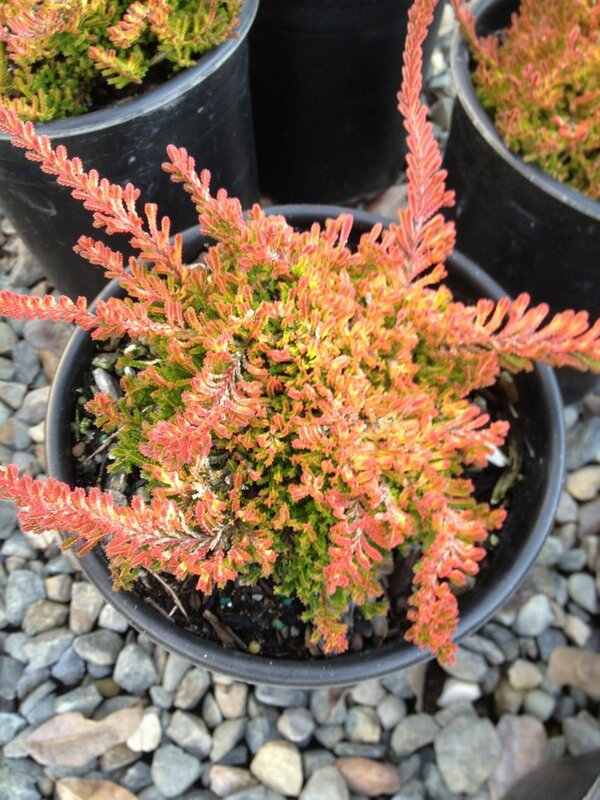 Calluna 'Blazeway'