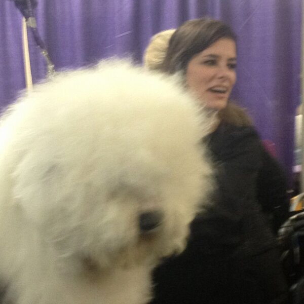 Chopper No That S A Bear In A Bee Costume Rt Paw Nation Parker Posey Comes To Best In Show Where Is Busy Bee Http T Co K2umqzad