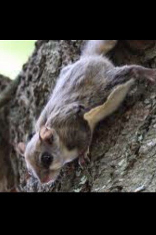 2am: yup. Just chased a flying squirrel around my house. Finally opened the door and he ran out.#LifeInWestVirginia