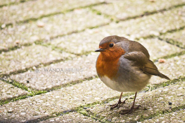 WandaAbbing's tweet photo. Goodmorning! Will our family friend #robin visit us again today? #photography http://t.co/lhKeK3YO