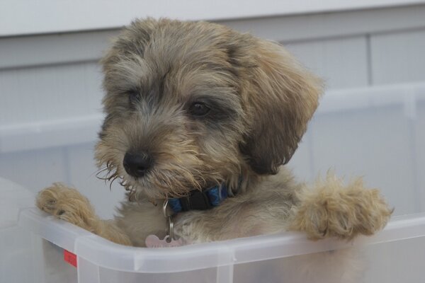 RocketDog tweet picture