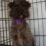 Photo by Animal Rescue League (@ARL_EP)