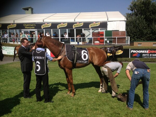 Travolta being re plated in Parade ring Mornington Cup