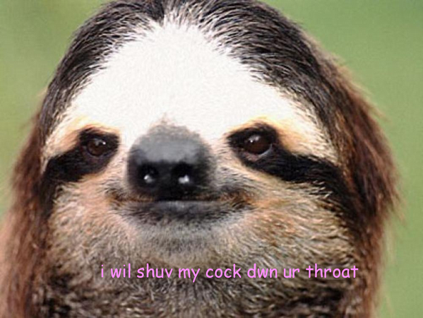 Rude Sloth tweet media