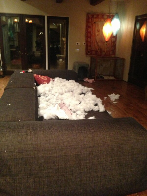 MileyCyrus's tweet photo. Good thing I love my dogs so much http://t.co/657tHUOX