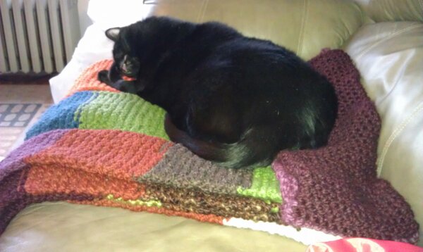 JeremyforPrez's tweet photo. We have a new kitty bed that momz made for us herself.  It is warm and snuggly and we love love it! http://t.co/TYIavnBf