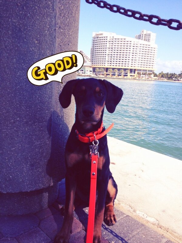 RealtyUnity's tweet image. Taking my baby for a walk