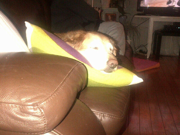 oferk1's tweet photo. What a life http://t.co/DAcoeemB