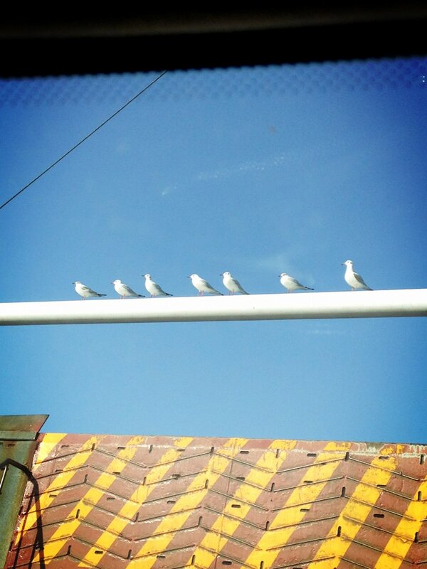 Hangi arabaya sicsam die sagi solu kesiyo sevimsizler..