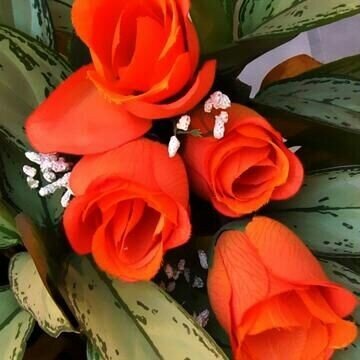 oommxx's tweet photo. @bnat_7 صباح الورد ياورده http://t.co/qe9IZTTB