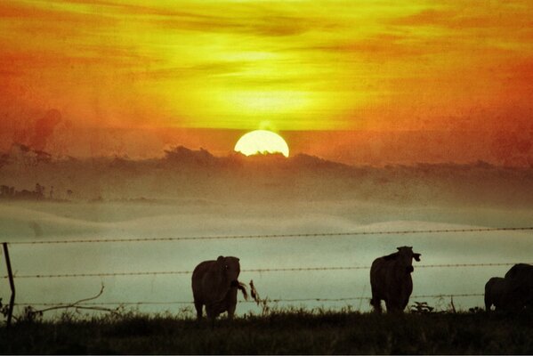 hyperspacealien's tweet image. a morning walk with the cows #photography