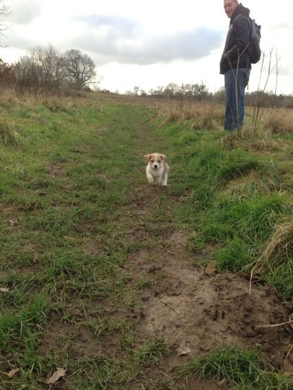 MrHills's tweet photo. @kentish_miss Coco http://t.co/BYBNudwA